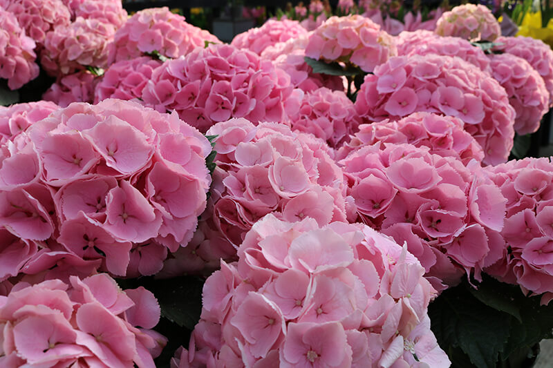 Pink Hydrangeas