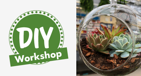 diy workshop succulent terrarium
