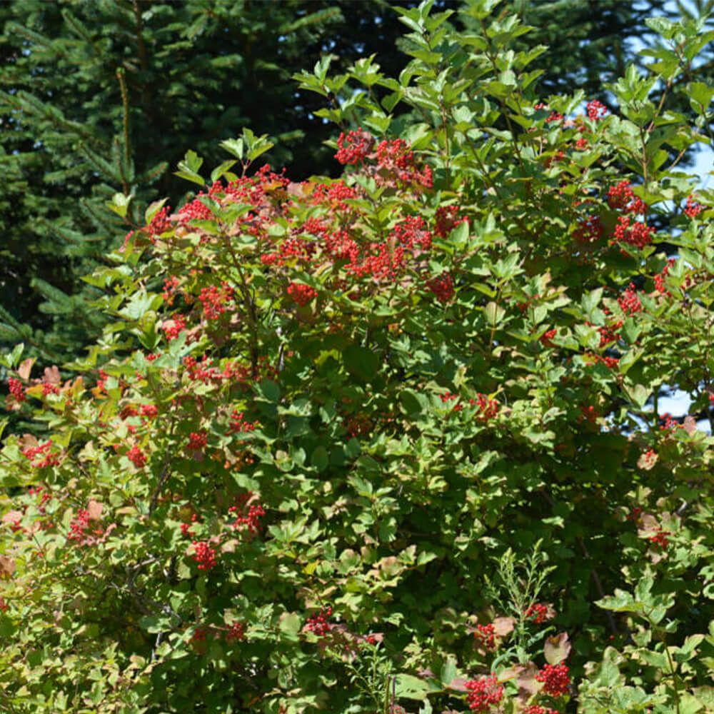 A PA native plant called Brandywine Viburnum grows in a yard with red berries