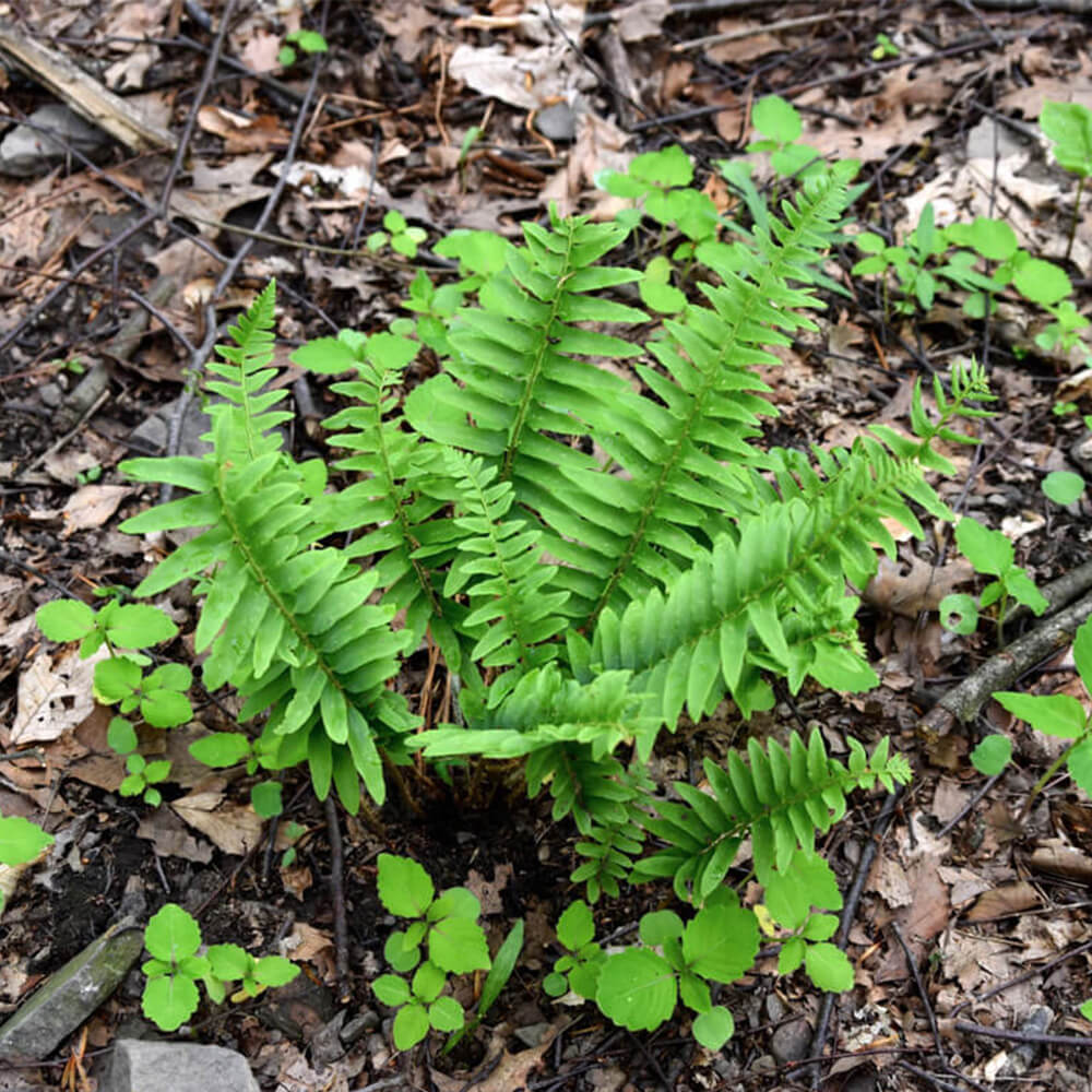 A PA native plant called a Christmas Fern grows out of the soil