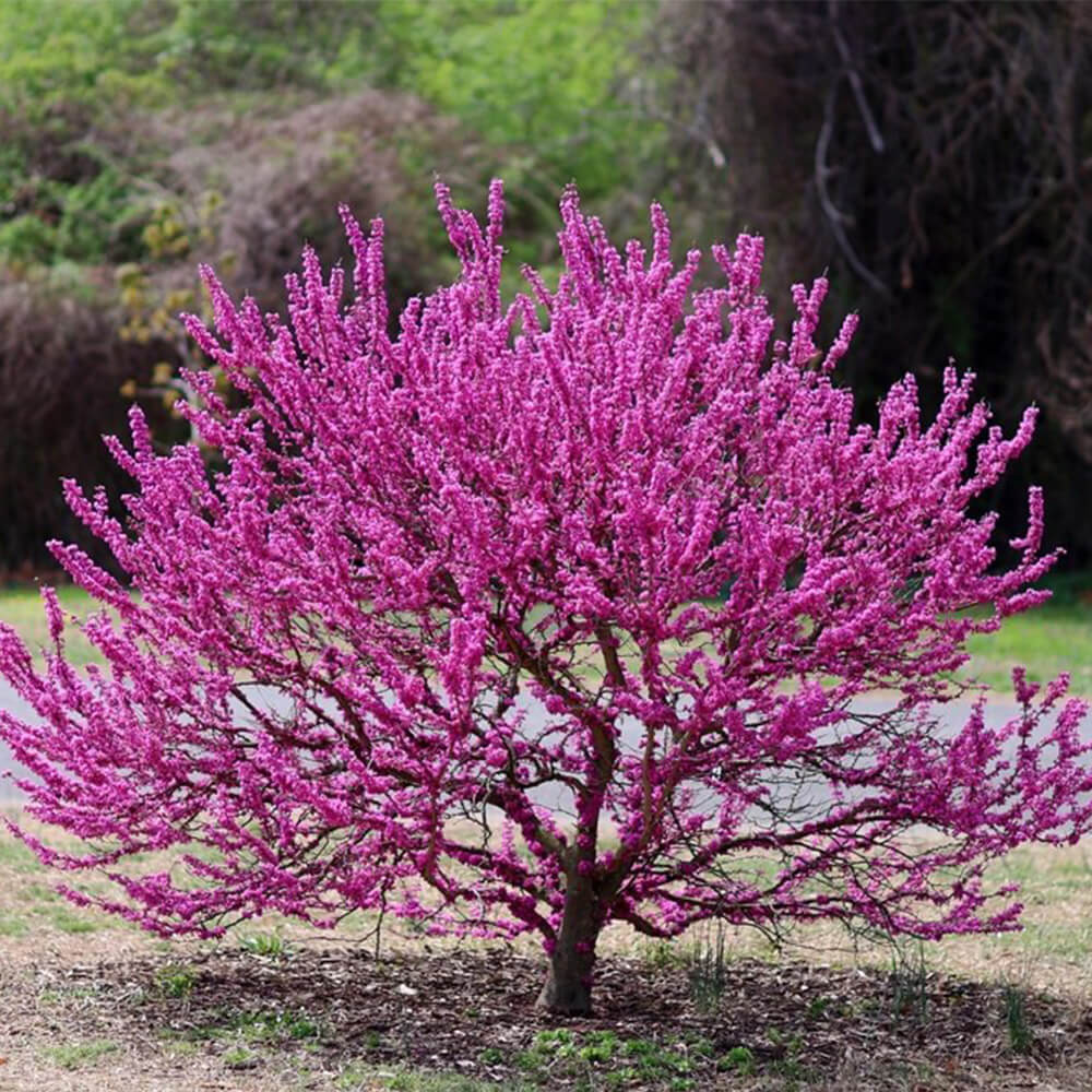 A PA native plant called Eastern Redbud grows from the ground with pink flowers