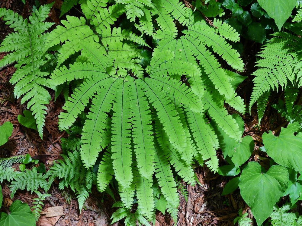 A PA native plant called Northern Maidenhair grows out of the ground