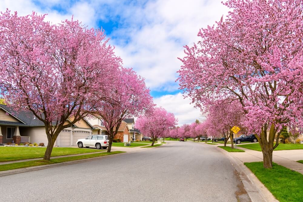 PA native plants called flowering dogwoods grow along the side of a road in a neighborhood