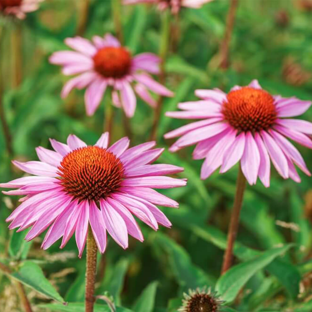 Three PA native plants called purple coneflowers grow in a field