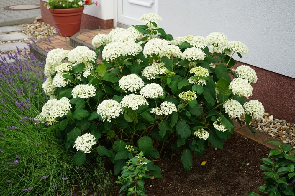 A PA native plant called a smooth hydrangea grows next to a house with white flowers