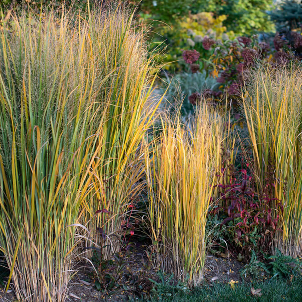 A PA native plant called switchgrass grows out of the ground in a garden