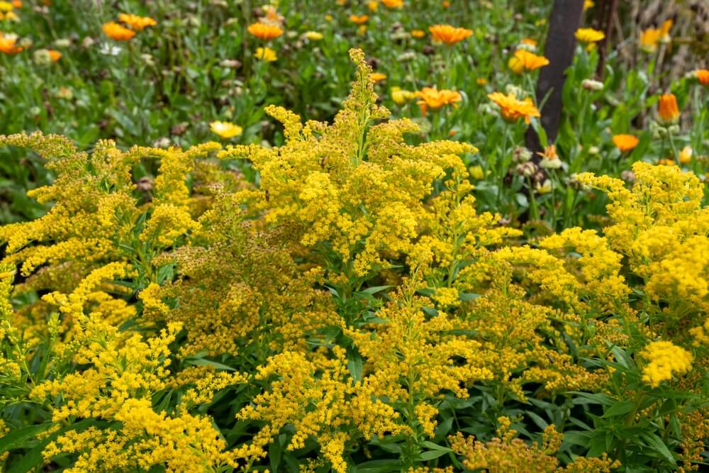 A PA native plant called wrinkleleaf goldenrod grows in a field with yellow flowers
