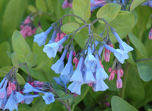 close-up of blue and purple flowers of Virginia bluebells