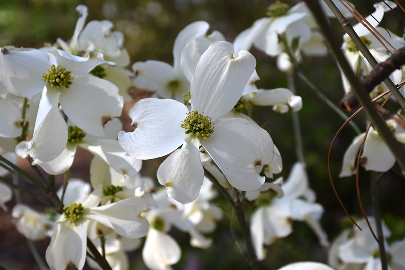 close up of white flowers from dogwood trees