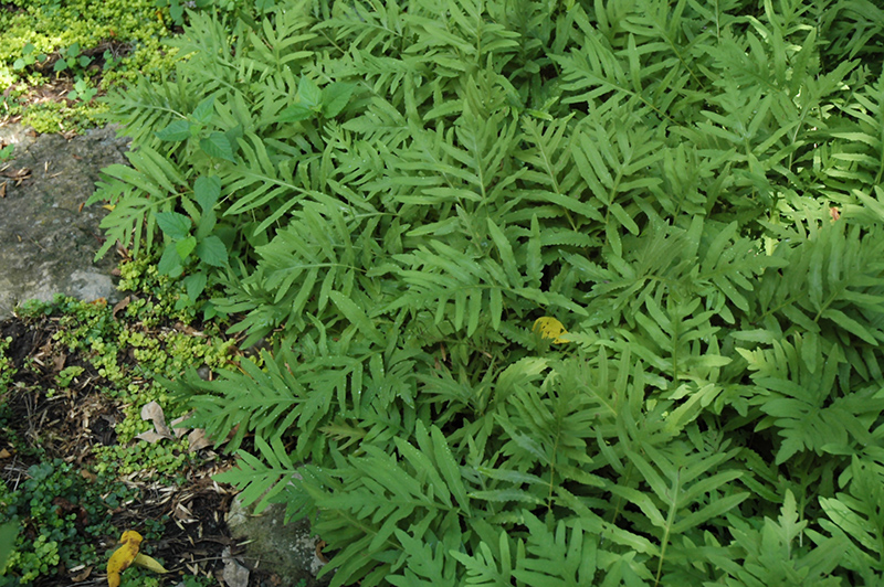 close up of foliage of sensitive fern