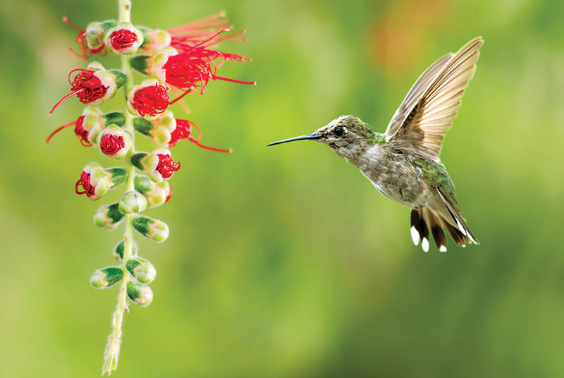 hummingbird by red flower