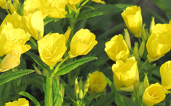 close up of yellow sundrop flowers in a garden