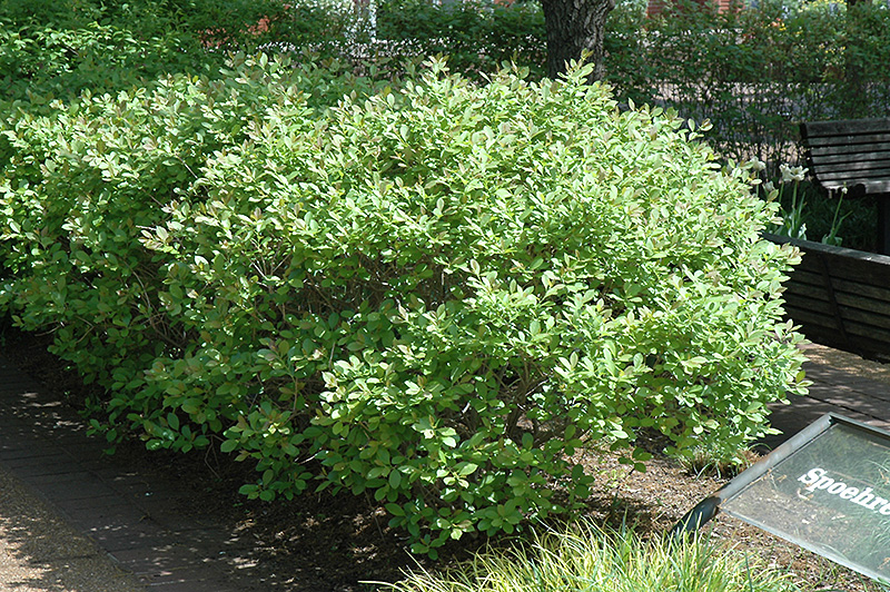 winterberry shrub