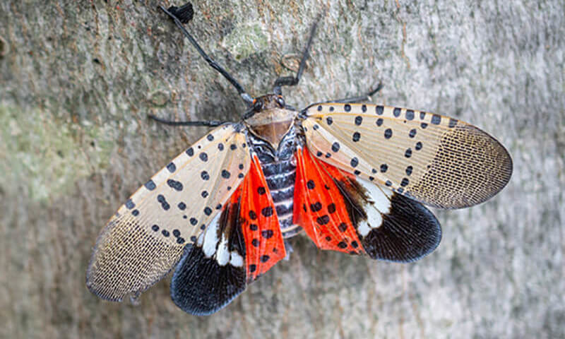 spotted lanternfly on trunk