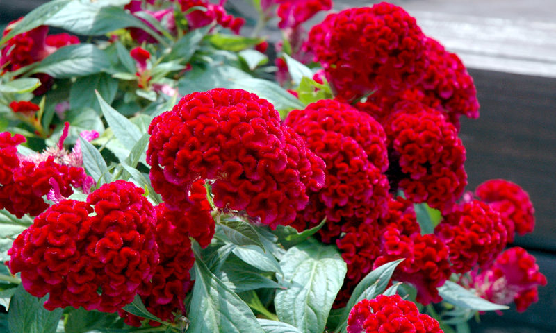 Annual Celosia: Basic Guide To Varieties, Care, And Uses
