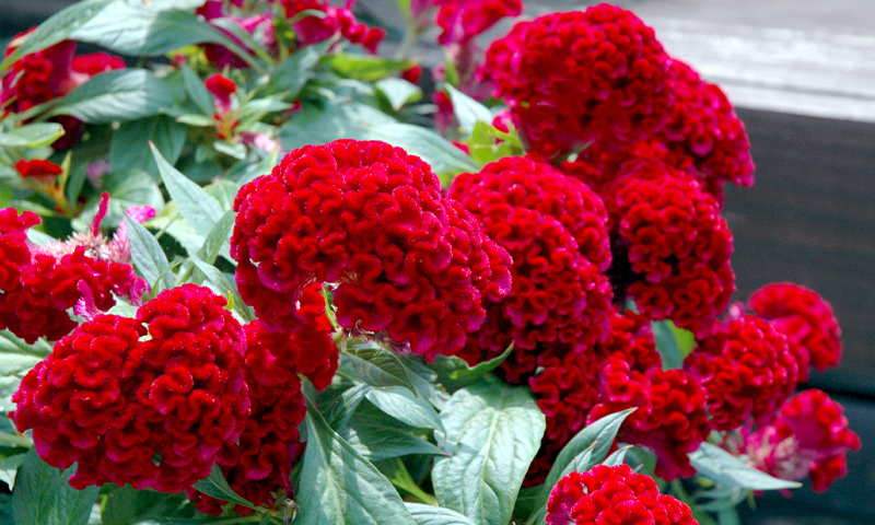 celosia twisted red