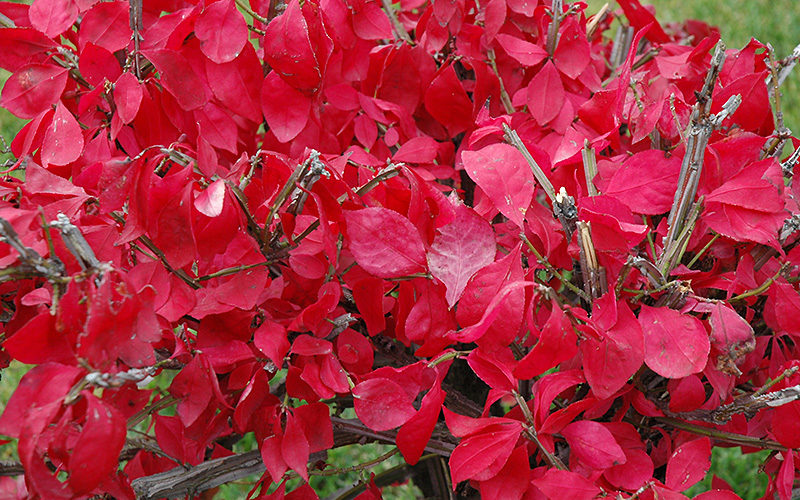 brilliant red leaves of Burning Bush