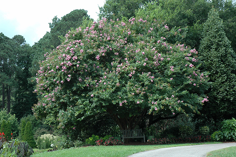 large Crape Myrtle bush