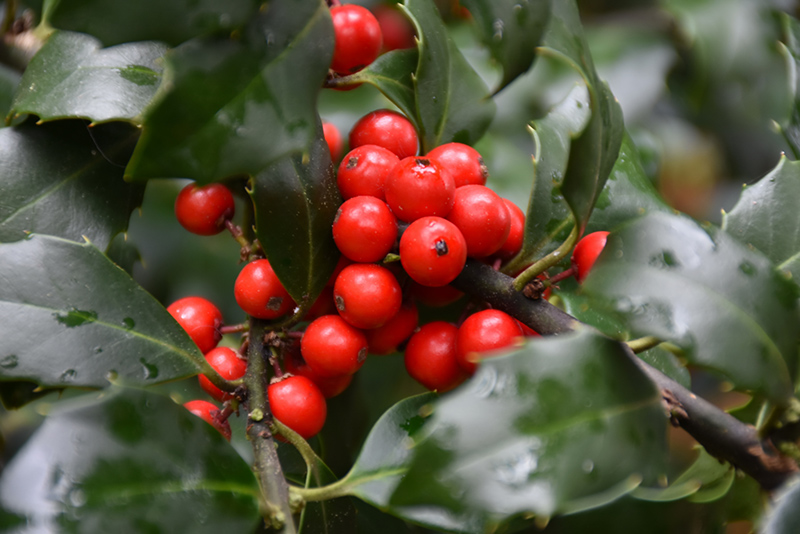 close up of red berries and holly leaves