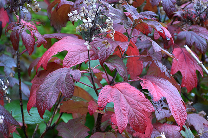 close-up of reddish-purple fall foliage on the oakleaf hydrangea