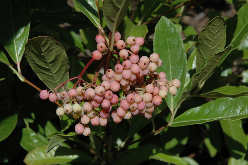 pink berries on Brandywine Virburnum plant in the fall