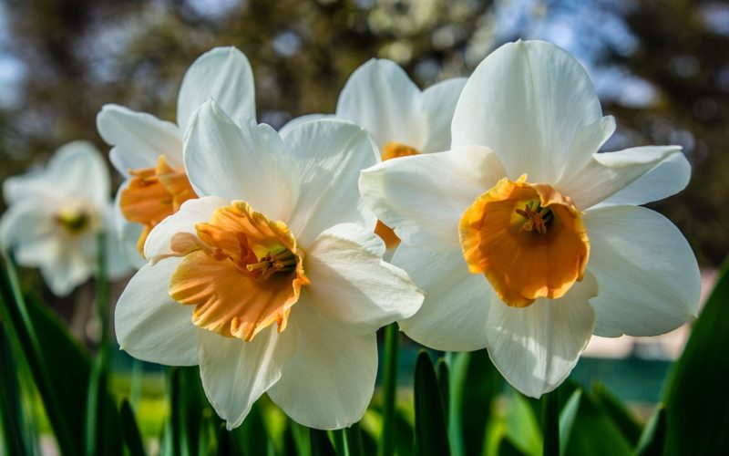 group of white daffodils