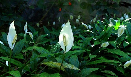 Peace-Lily-Flower