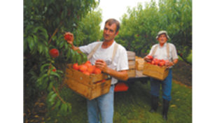 shenk family picking peaches with crates