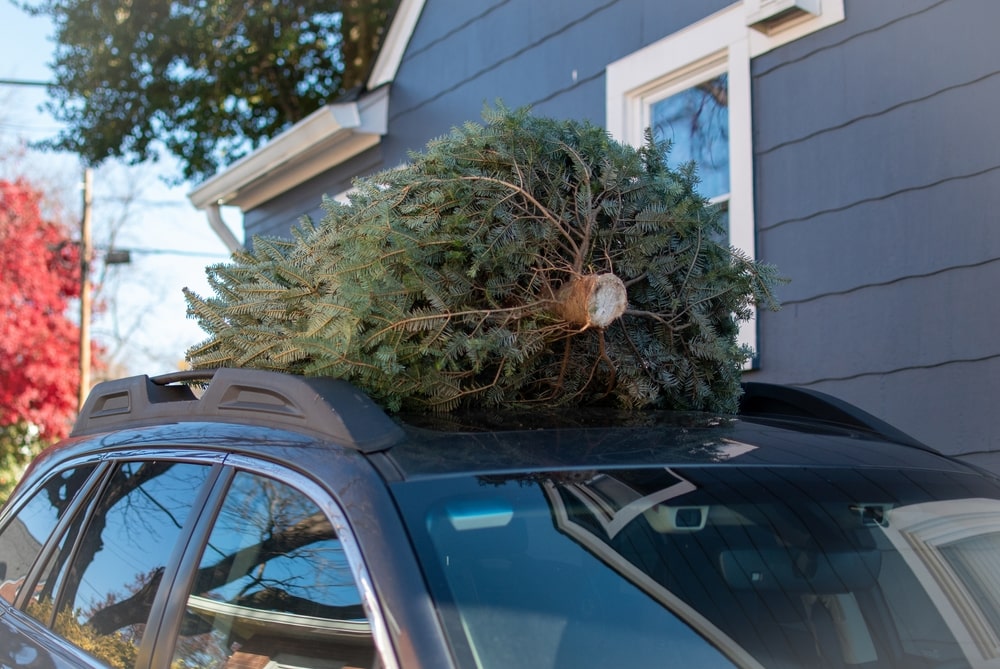 A freshly cut Christmas tree placed on top of a car.