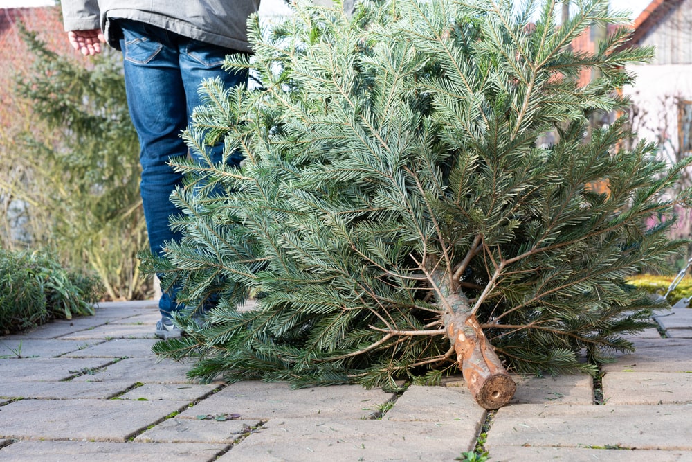 An old Christmas tree being pulled by a man who's lower half is visible.