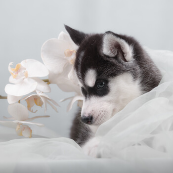 husky with white orchids
