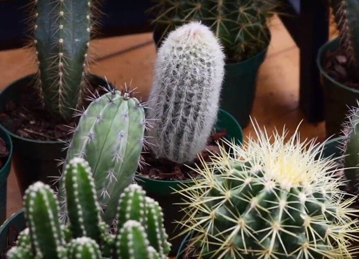 cacti and suculents
