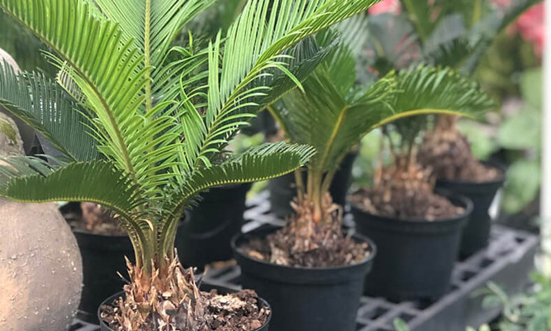 Sago Palm Houseplant