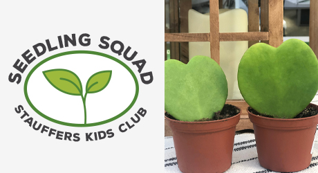 seedling squad stauffers kids club heart shaped hoyas