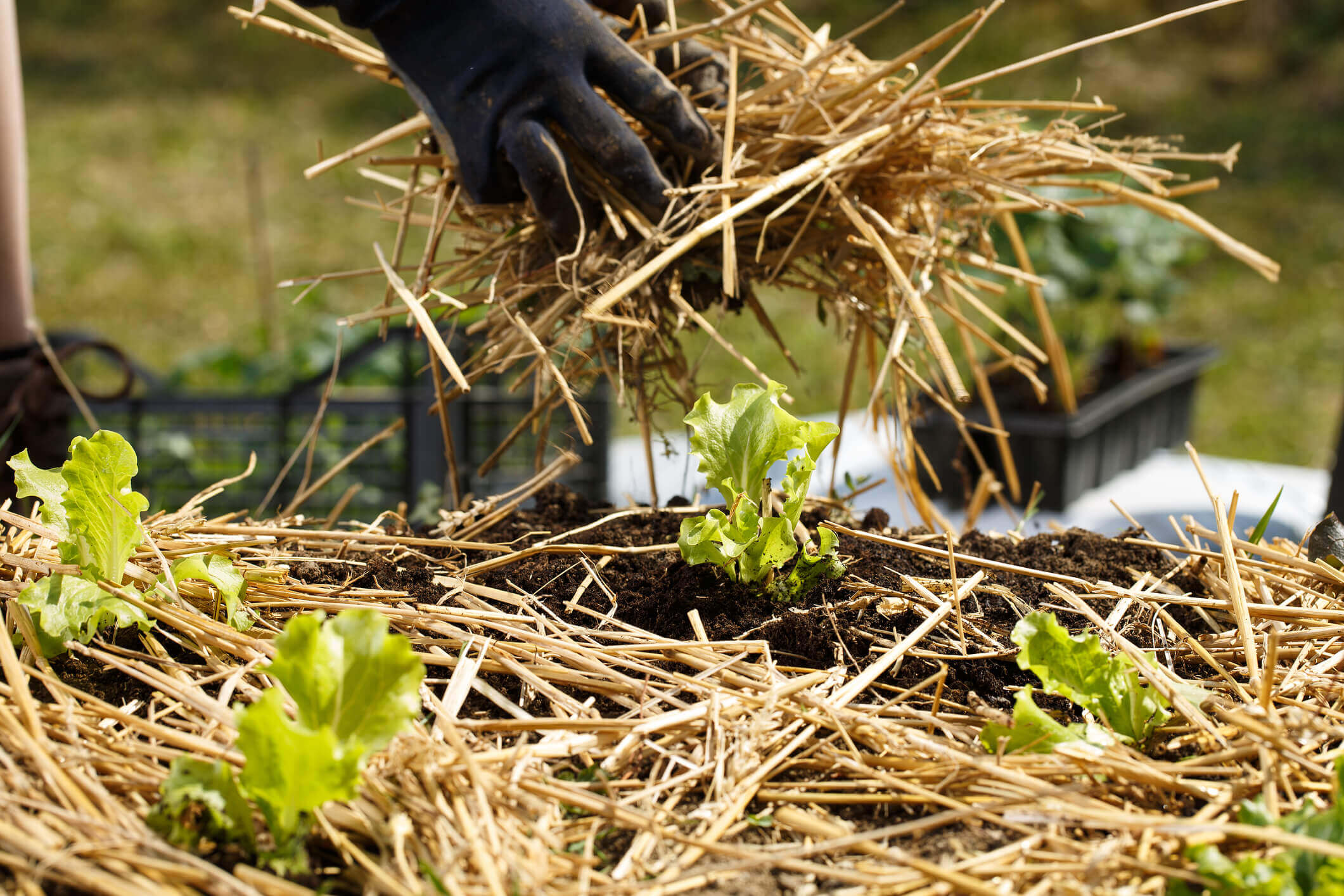 When mulching a vegetable garden, a gardener uses straw between lettuce plants.