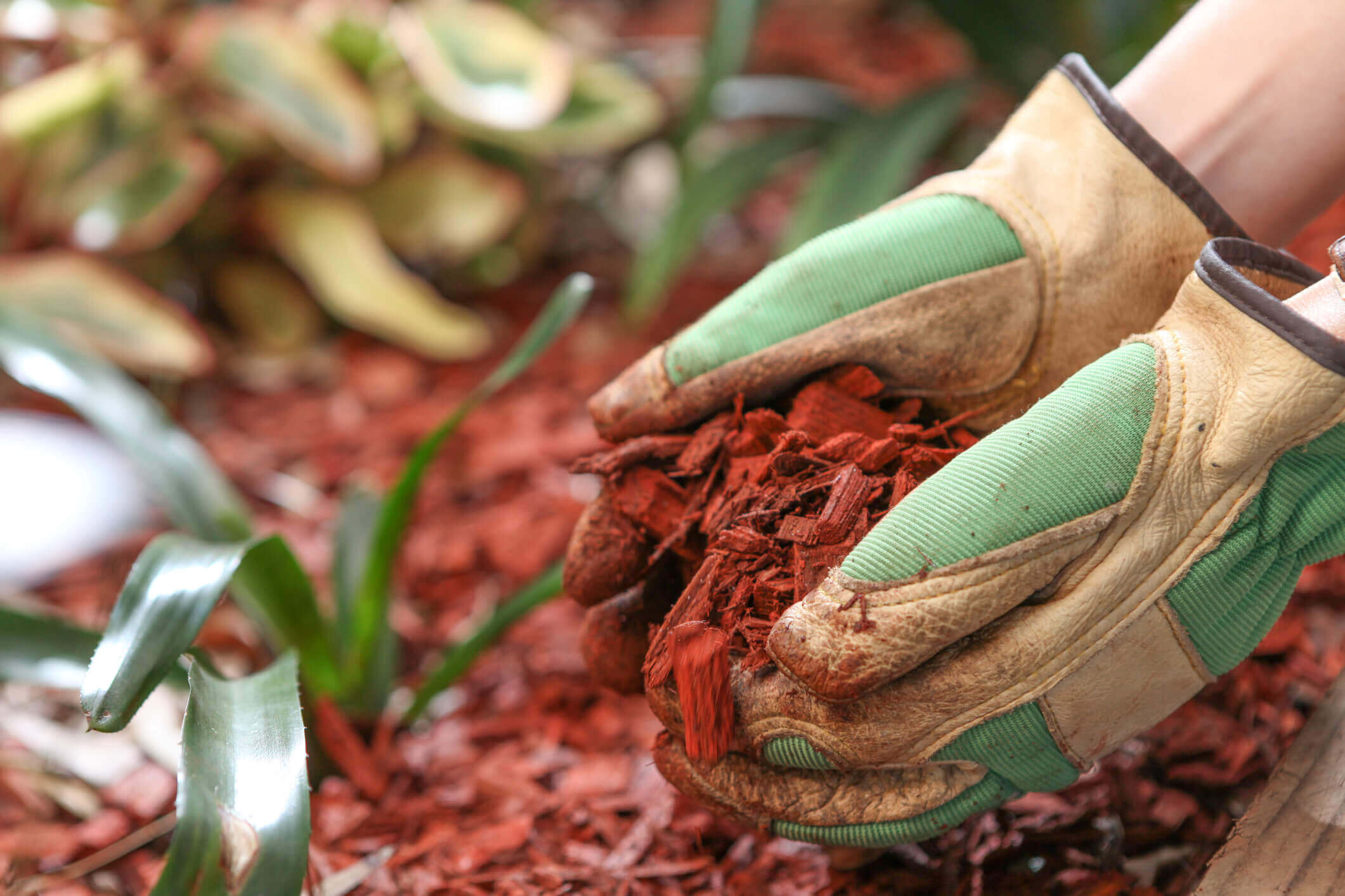 A man fills his garden with red-dyed hardwood mulch.