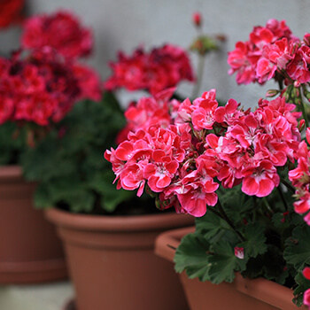 may flowers geraniums