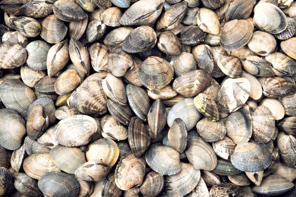 Clams are a type of mollusk.