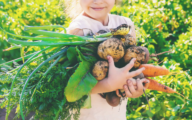 A little girl helps to pick organic vegetables out of her garden.