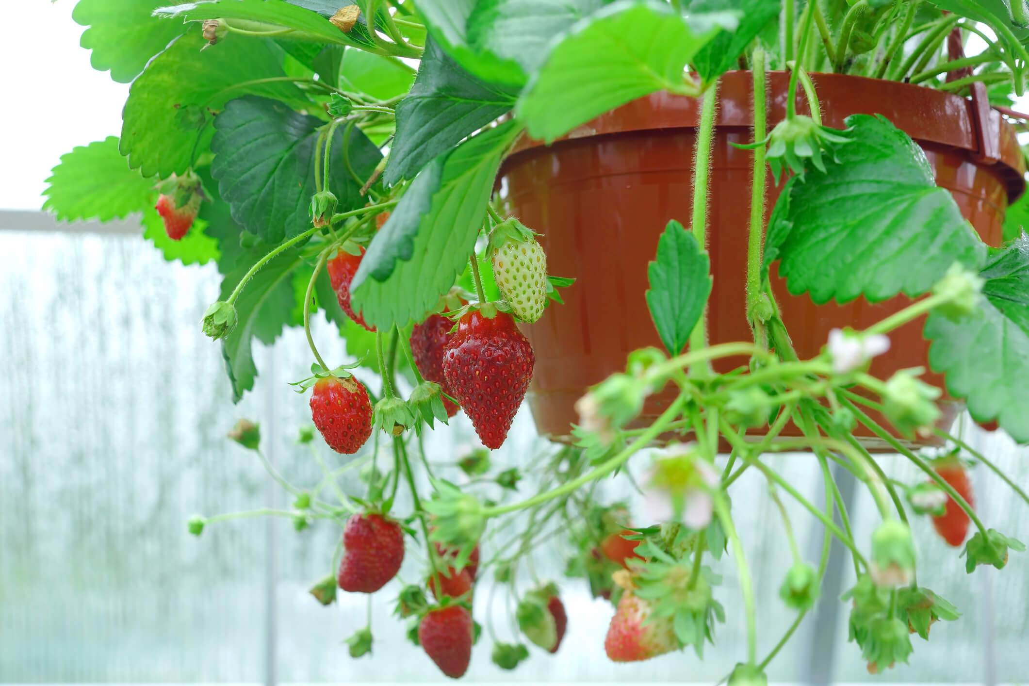 Organic stawberries can be grown from hanging baskets.