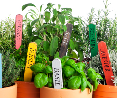 herbs in pots with labels