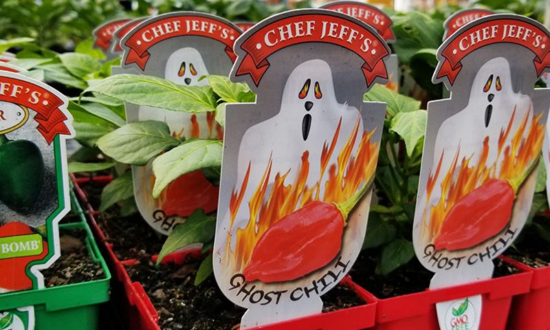 grow your own ghost peppers