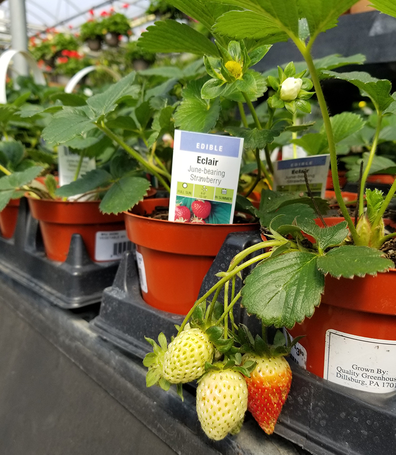 grow your own strawberries