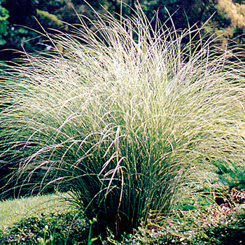 grasses in the ground