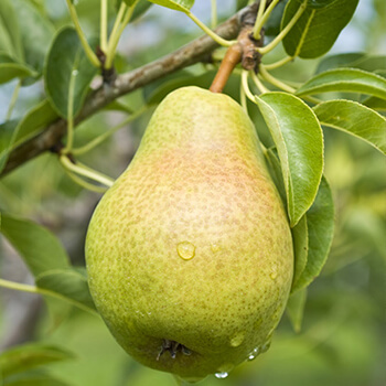 pear on a tree