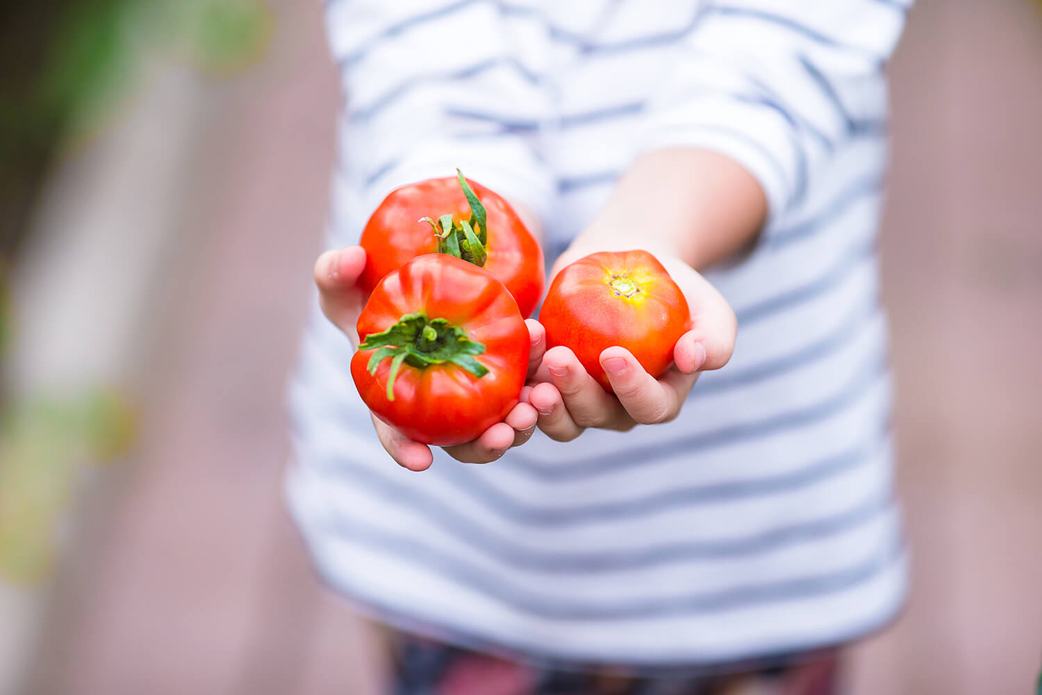 A kid holds a handful of tomatoes he grew himself.