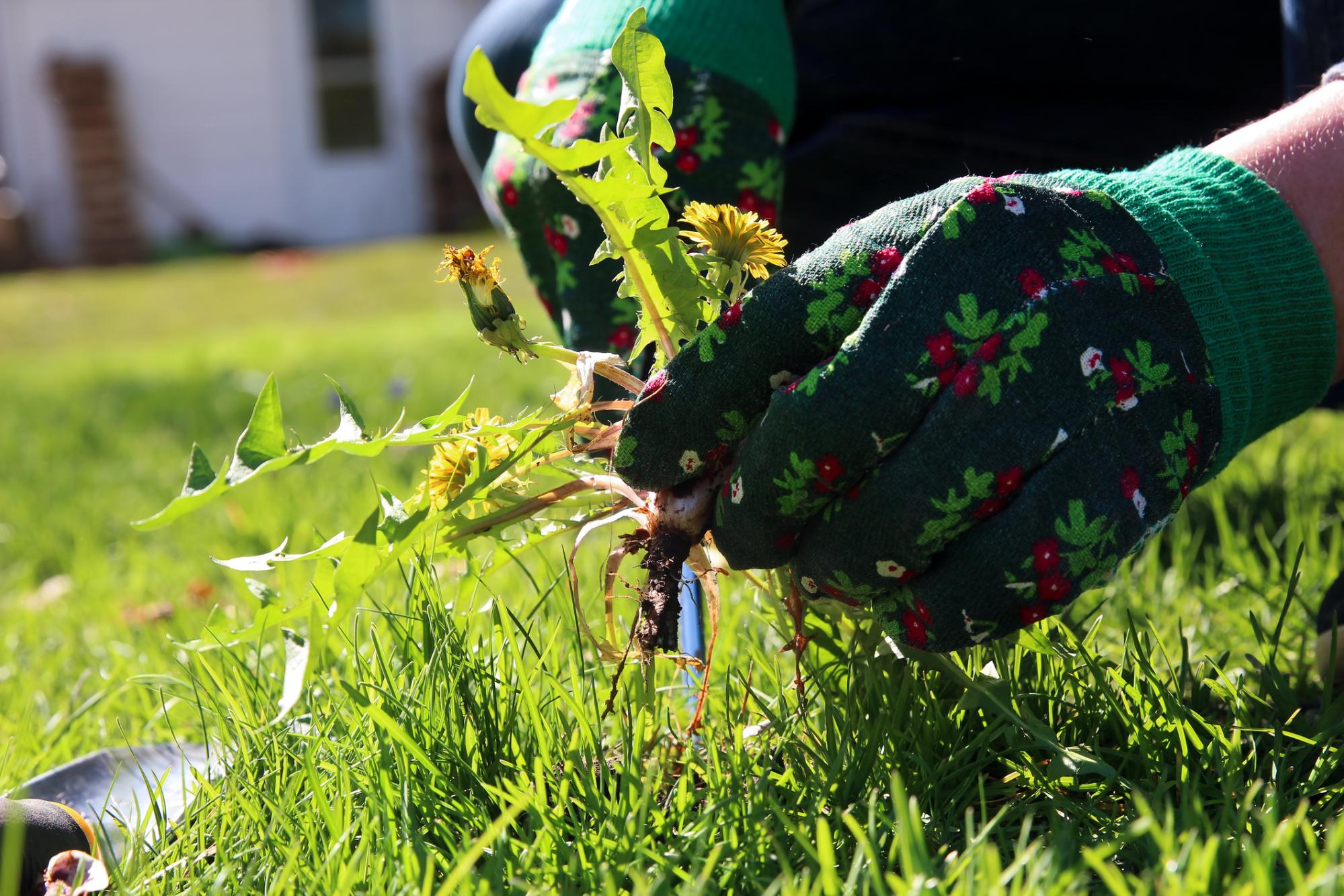 Picking weeds by hand before mowing can help prevent them from spreading.