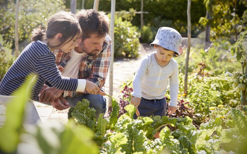 A family works together in their sustainable garden.