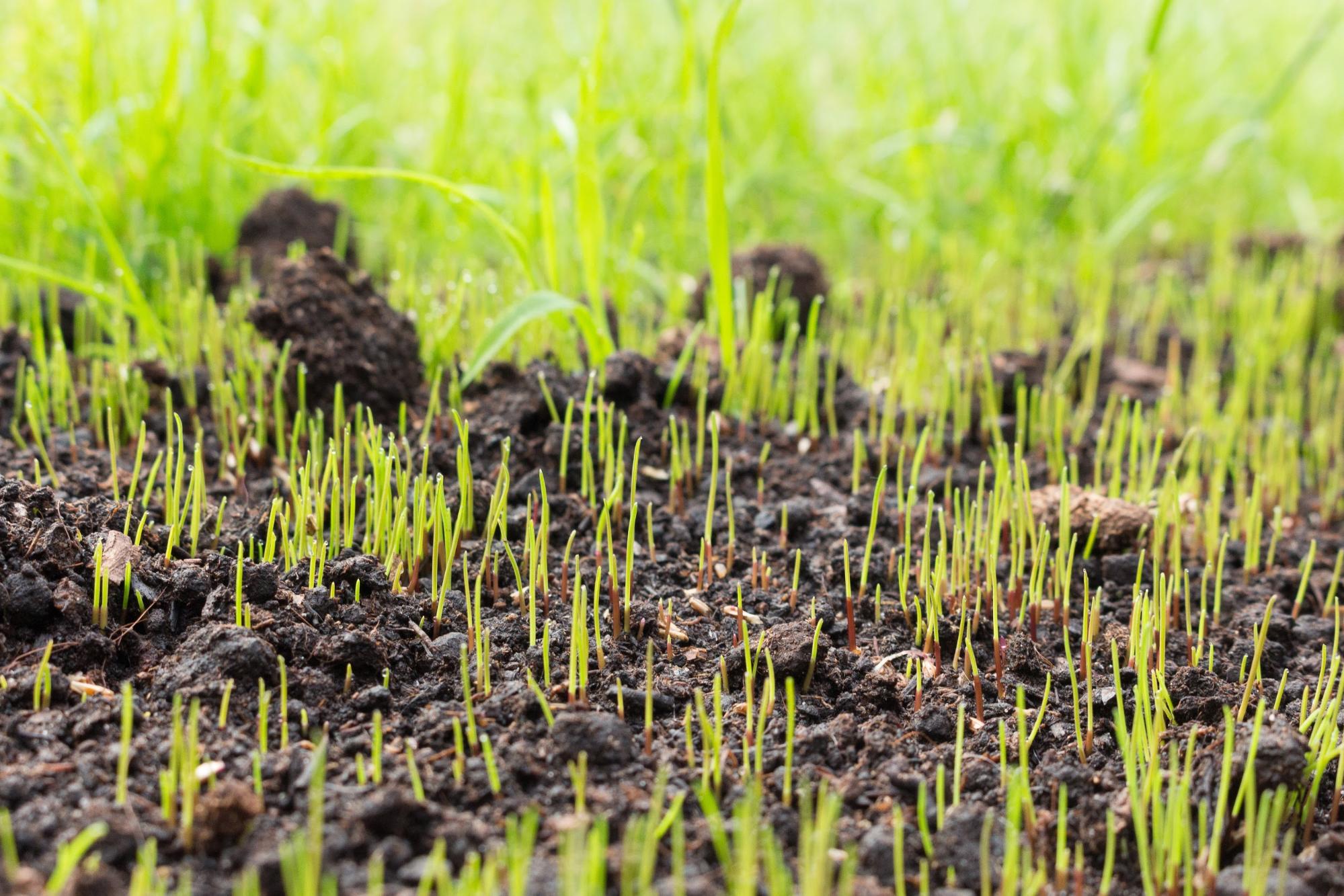 Grass seed begins to sprout through a layer of fertilizer.