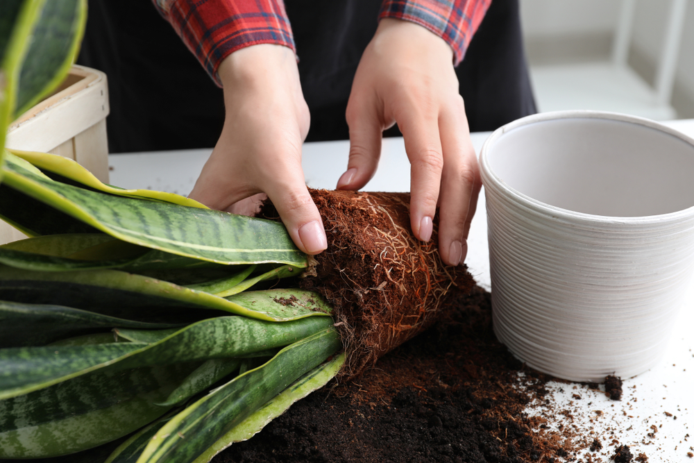 Repotting a plant with clean soil to ensure there are no bugs or pests.